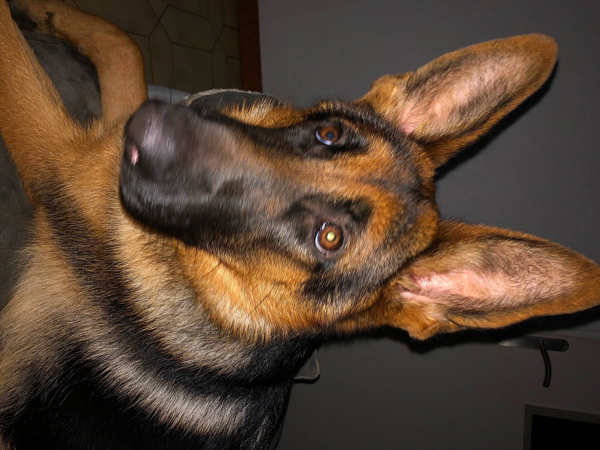 Raven participe au concours pour gagner de l'argent avec cette photo : brown, canidae, carnivore, companion_dog, dog, dog_breed, ear, east_european_shepherd, fawn, fur, german_shepherd_dog, guard_dog, herding_dog, king_shepherd, old_german_shepherd_dog, snout, sporting_group, whiskers, working_animal, working_dog