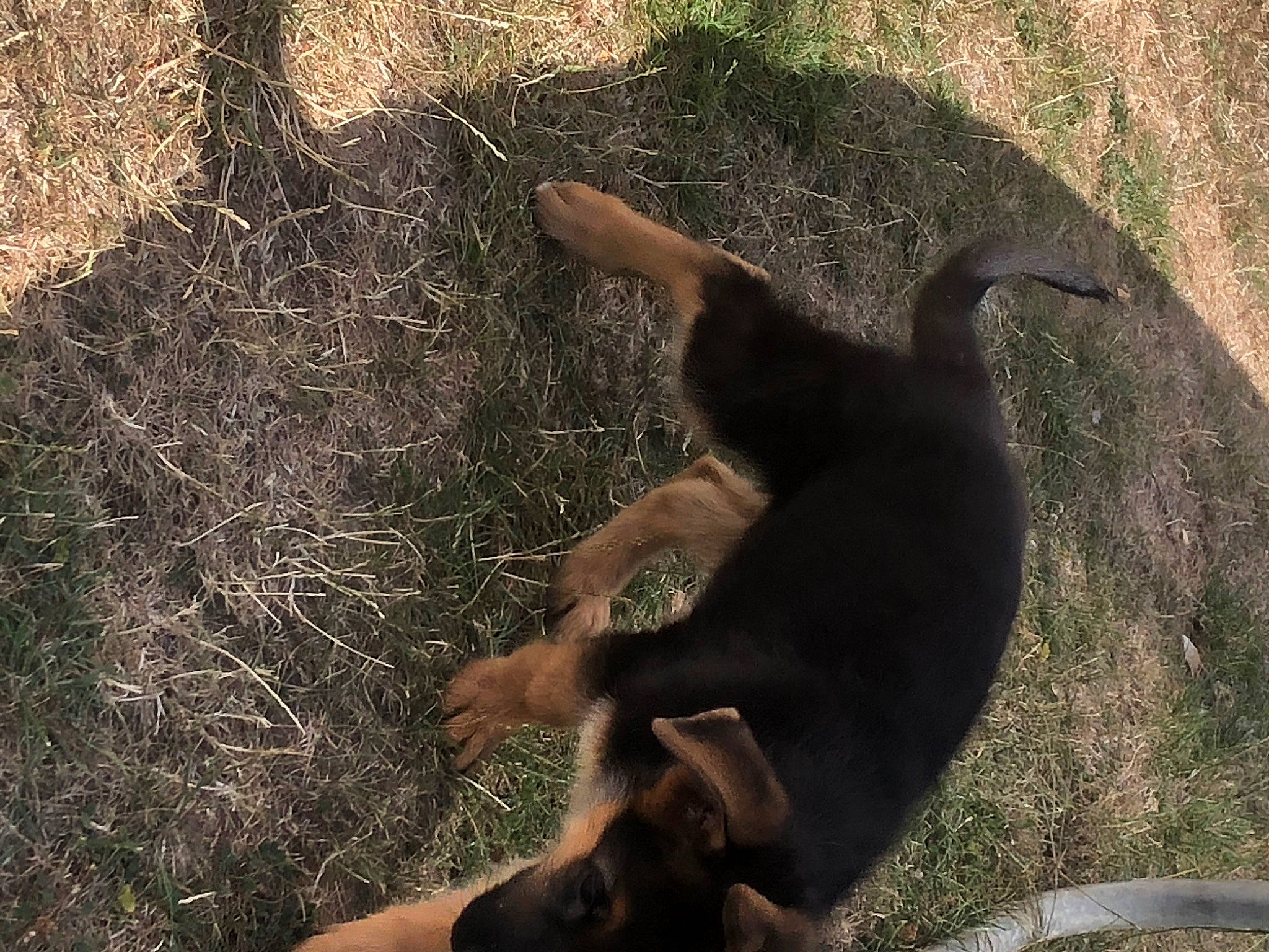 Raven a rejoint le concours — aidez-le/la à gagner de superbes lots ! canidae, carnivore, companion_dog, dog, dog_breed, fur, grass, guard_dog, hunting_dog, paw, shadow, soil, sporting_group, street_dog, tail, terrestrial_animal, tints_and_shades, wildlife, working_animal, working_dog