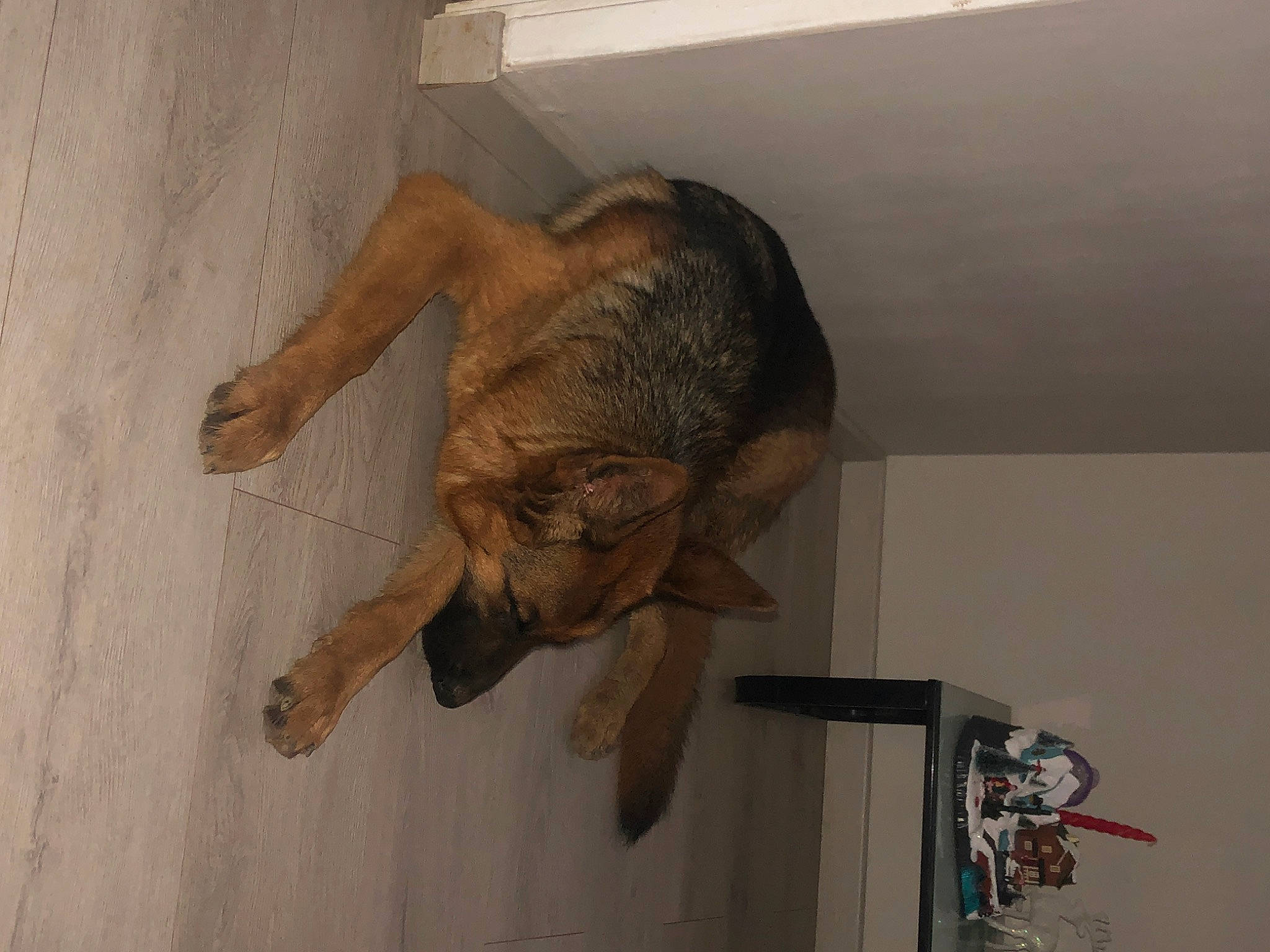 Raven participe au concours pour gagner de l'argent avec cette photo : canidae, claw, dog_breed, fawn, felidae, flooring, foot, fun, fur, gesture, human_leg, room, small_to_medium_sized_cats, snout, sporting_group, tail, terrestrial_animal, wood, working_animal