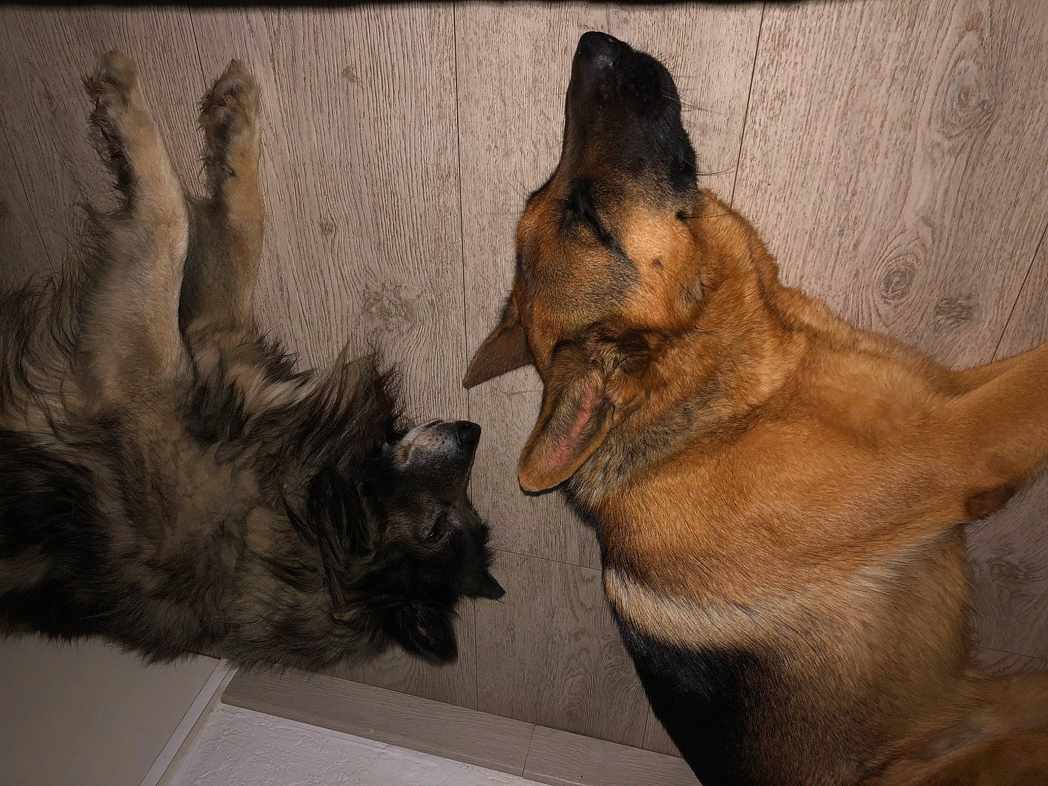 Raven participe au concours pour gagner de l'argent avec cette photo : art, carnivore, claw, companion_dog, dog, dog_breed, fawn, felidae, fur, german_shepherd_dog, gesture, liver, mammal, old_german_shepherd_dog, paw, snout, sporting_group, tail, vertebrate, working_animal