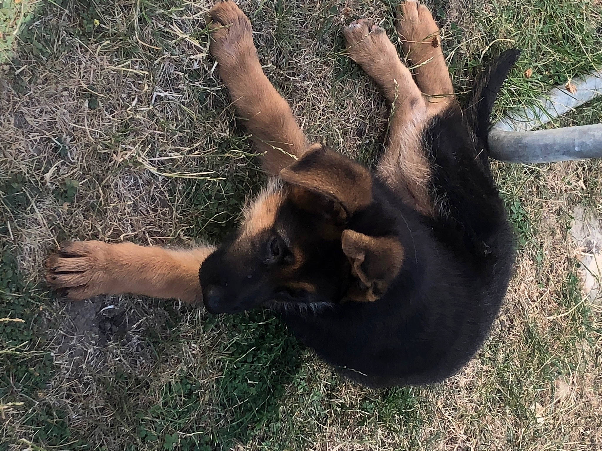 Raven participe au concours pour gagner de l'argent avec cette photo : canidae, dog_breed, fawn, foot, fur, gesture, grass, human_leg, liver, people_in_nature, plant, snout, soil, sporting_group, tail, terrestrial_animal, toe, trunk, wildlife, working_animal