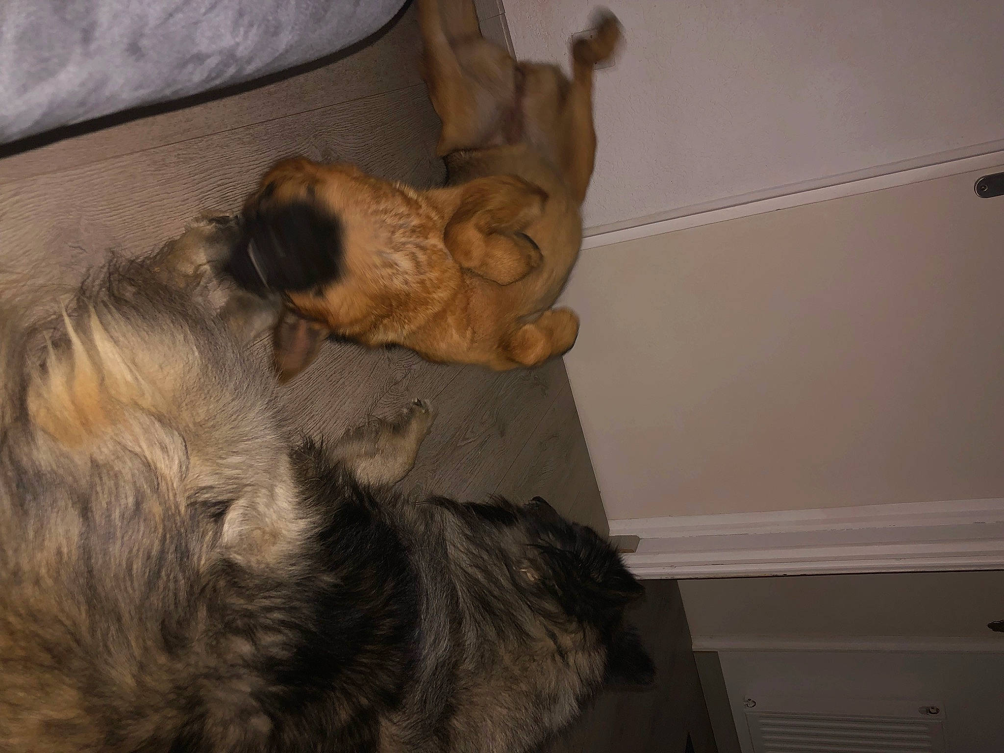 Raven a rejoint le concours — aidez-le/la à gagner de superbes lots ! border_terrier, canidae, carnivore, claw, comfort, companion_dog, dog, dog_breed, fawn, felidae, flooring, fur, liver, paw, snout, sporting_group, tail, terrier, wood, working_animal