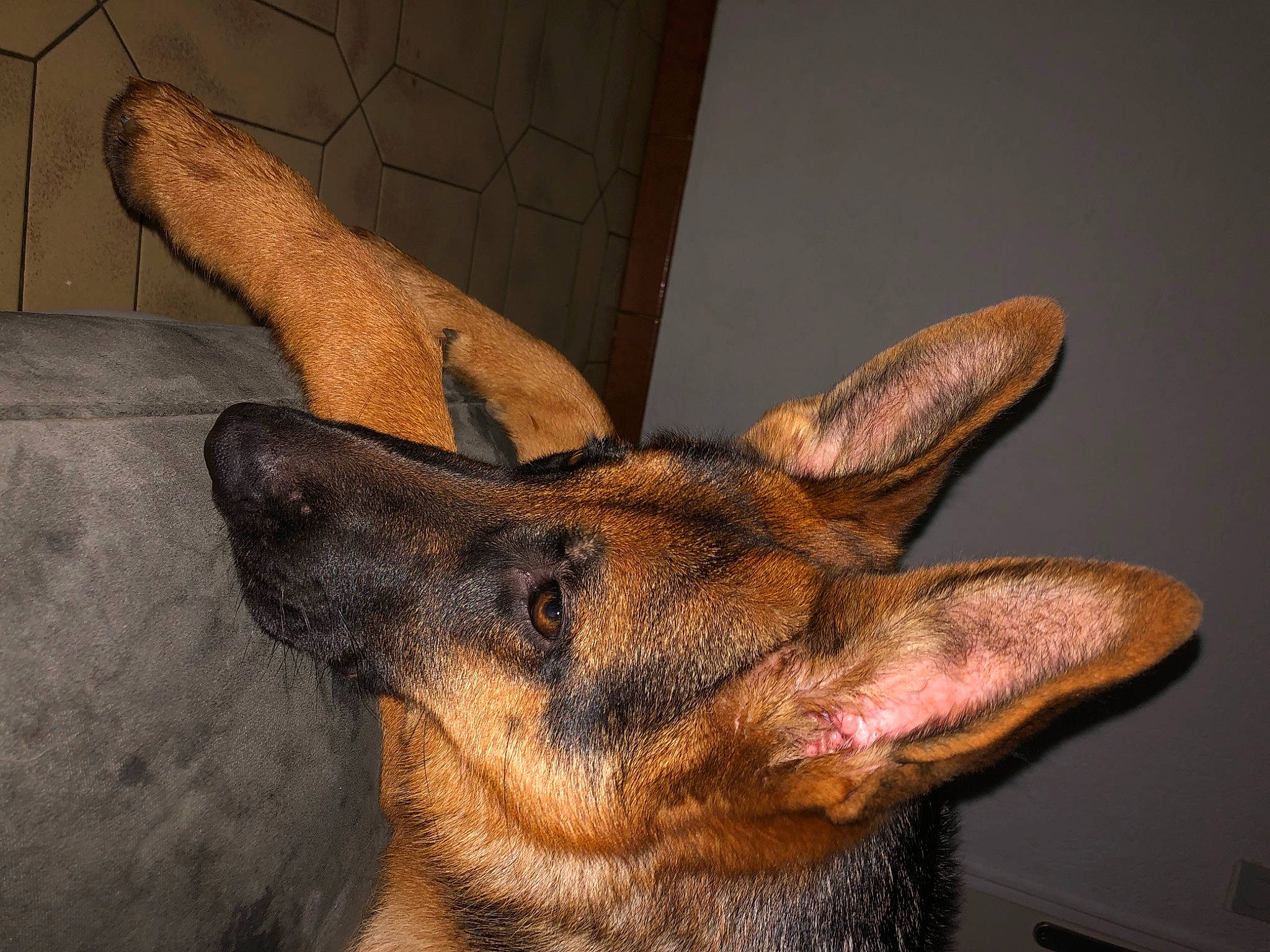 Raven a rejoint le concours — aidez-le/la à gagner de superbes lots ! canidae, carnivore, dog, dog_breed, ear, fawn, foot, fur, gesture, guard_dog, liver, paw, snout, sporting_group, terrestrial_animal, whiskers, wildlife, wood, working_animal, working_dog