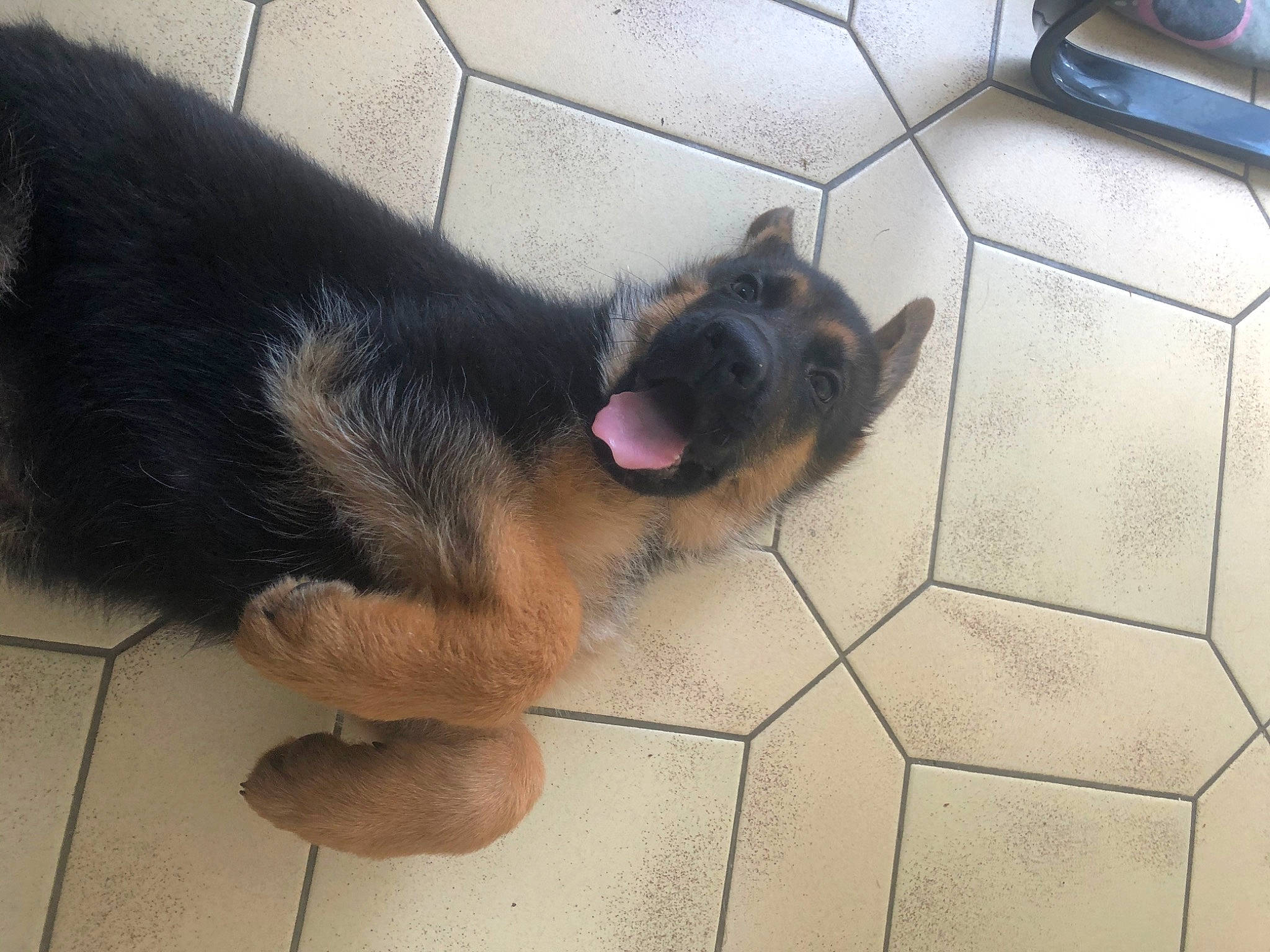 Raven participe au concours pour gagner de l'argent avec cette photo : canidae, carnivore, comfort, companion_dog, dog, dog_breed, floor, flooring, foot, fur, paw, pet_supply, snout, sporting_group, terrestrial_animal, tile, tile_flooring, working_dog