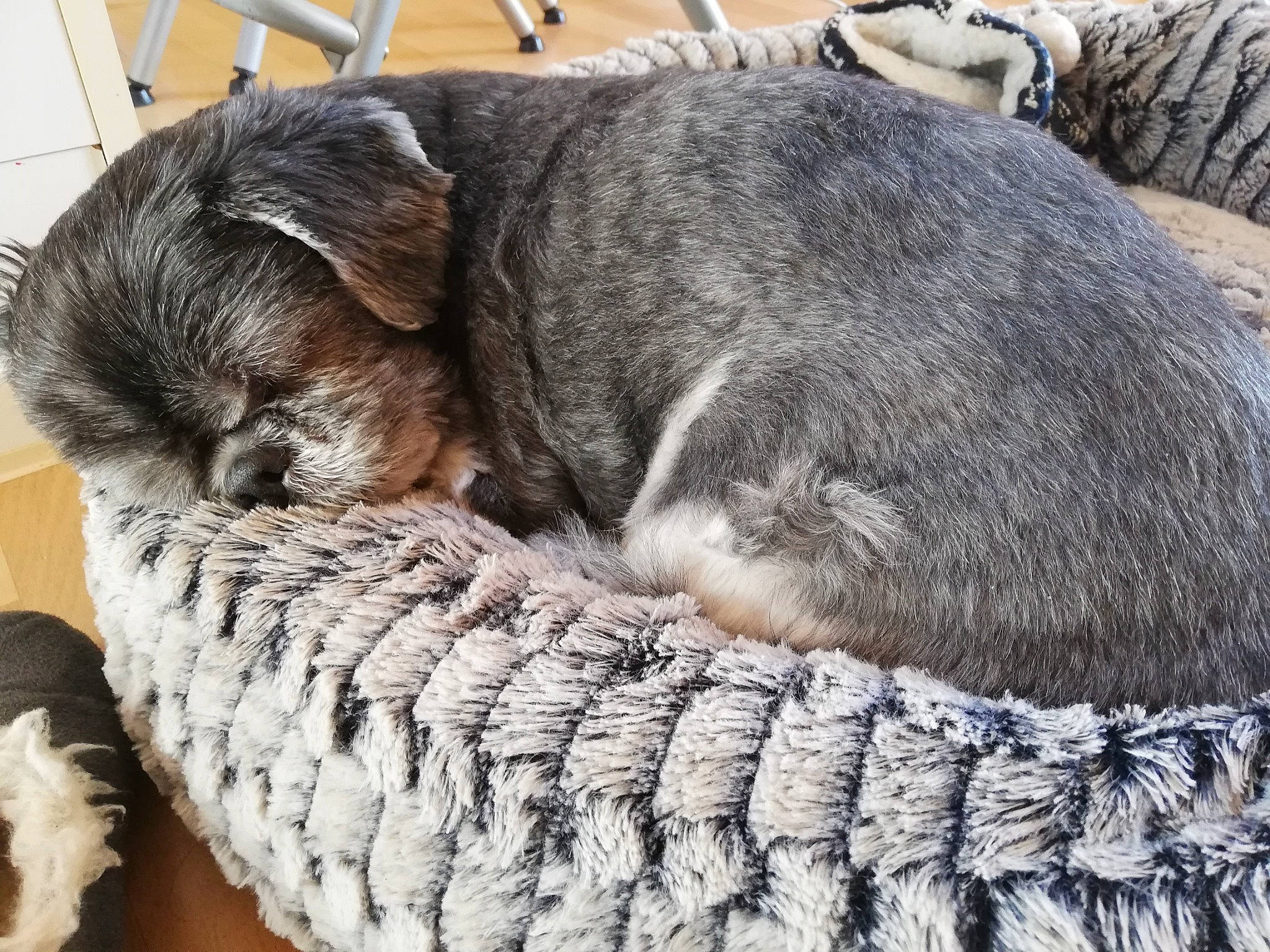 Sweety a rejoint le concours — aidez-le/la à gagner de superbes lots ! canidae, carnivore, comfort, dog, dog_breed, fawn, felidae, fur, grey, liver, nap, sleep, small_to_medium_sized_cats, snout, sporting_group, tail, terrestrial_animal, whiskers, woolen, working_animal