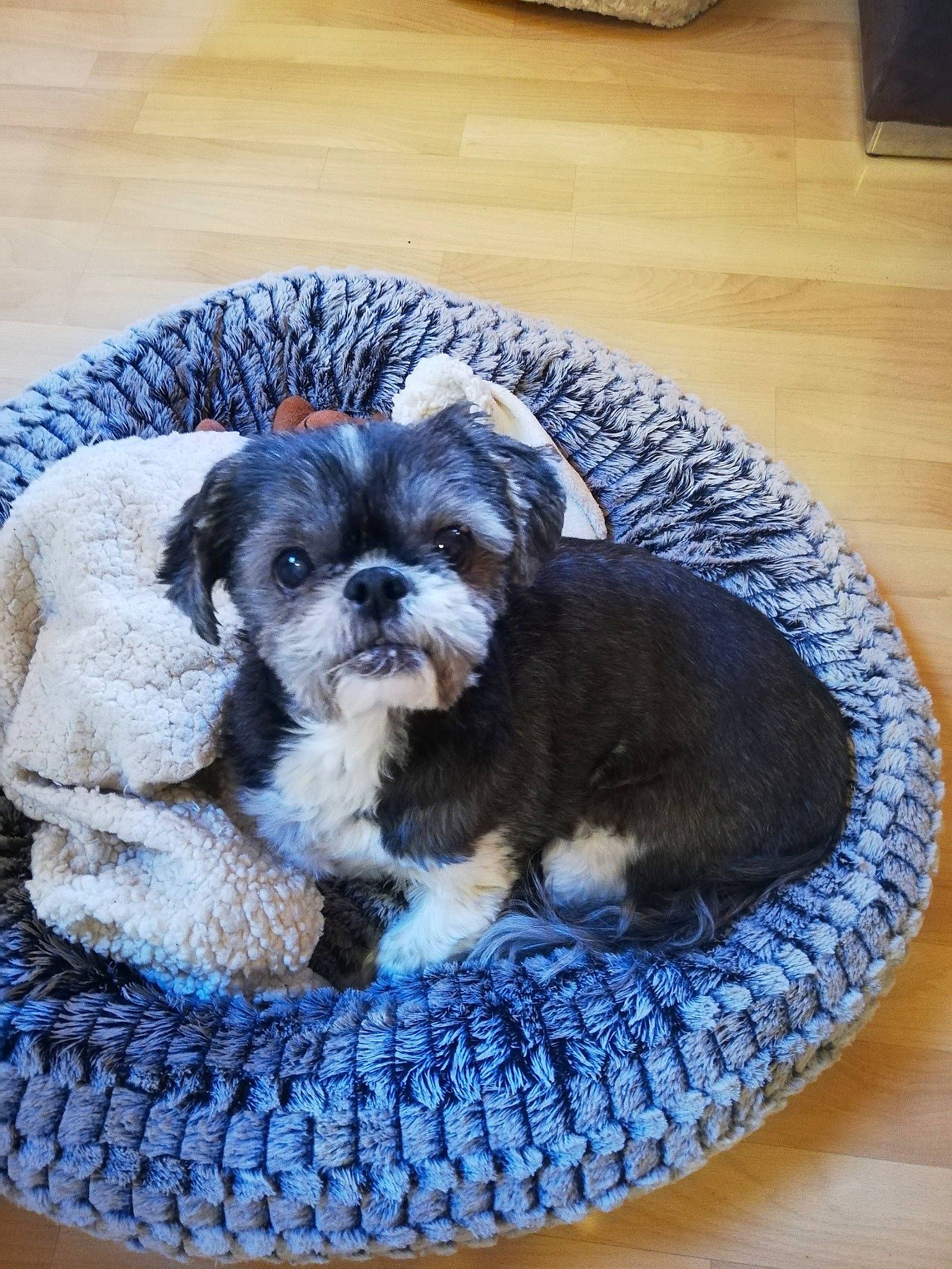 Sweety participe au concours pour gagner de l'argent avec cette photo : art, blue, carnivore, companion_dog, dog, dog_bed, dog_breed, dog_supply, electric_blue, flooring, hardwood, pattern, pet_supply, sporting_group, tableware, terrier, toy_dog, water_dog, wood, wool