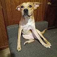 Pebbles is registered to the contest to win money with this photo: dog, brown_dog, sitting, couch, gray_couch, wooden_wall, door, indoor, pet, canine, looking, ears_up, floor, home_interior, furniture, animal, companion, domestic, alert, curious