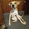dog, brown_dog, sitting, couch, gray_couch, wooden_wall, door, indoor, pet, canine, looking, ears_up, floor, home_interior, furniture, animal, companion, domestic, alert, curious