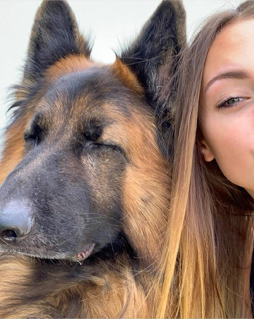 Leeroye participe au concours pour gagner de l'argent avec cette photo : belgian_shepherd, belgian_shepherd_malinois, bohemian_shepherd, canidae, carnivore, companion_dog, dog, dog_breed, german_shepherd_dog, head, king_shepherd, kunming_wolfdog, mammal, old_german_shepherd_dog, rare_breed_dog, shiloh_shepherd_dog, snout, tervuren, vertebrate