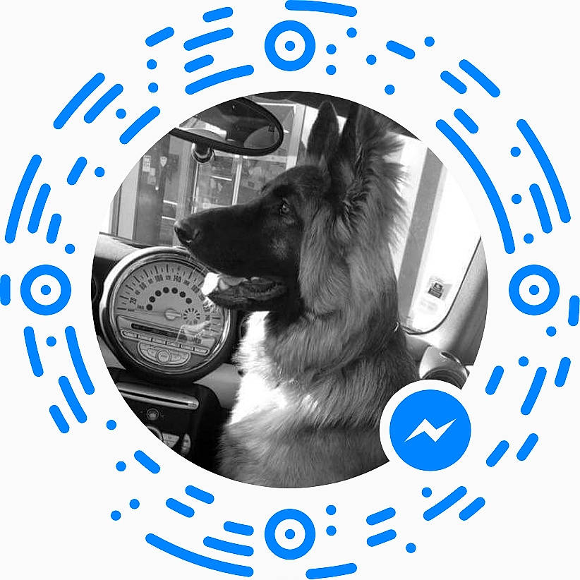Leeroye a rejoint le concours — aidez-le/la à gagner de superbes lots ! canidae, carnivore, dog, dog_breed, king_shepherd, snout