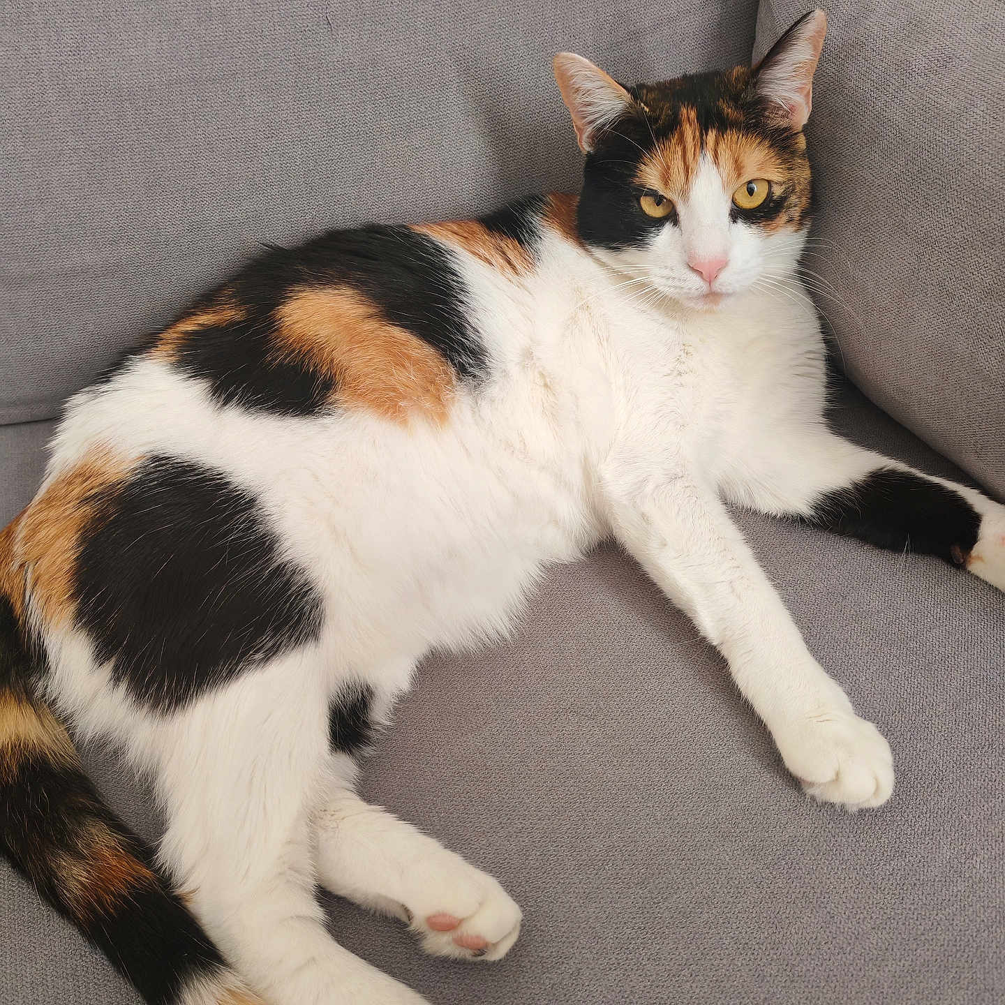 Mirtylle a rejoint le concours — aidez-le/la à gagner de superbes lots ! abyssinian, animal, architecture, armchair, building, cat, chair, couch, cushion, furniture, homedecor, indoors, kitten, livingroom, manx, person, pet, room, siamese, sleeping