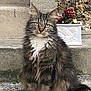 Zoé participe au concours pour gagner de l'argent avec cette photo : cat, tabby, fluffy_fur, green_eyes, sitting, stone_steps, planter, dried_flowers, outdoor, pet, feline, close_up, fur, whiskers, animal, portrait, nature, calm, looking, domestic_animal