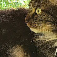 Zoé participe au concours pour gagner de l'argent avec cette photo : cat, tabby, close_up, profile, whiskers, green_eyes, fur, animal, pet, outdoor, nature, feline, portrait, looking_away, soft_light, background_blur, mammal, cute, domestic_cat, calm