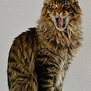 Ulka participe au concours pour gagner de l'argent avec cette photo : abyssinian, angora, animal, art, bodypart, cat, egyptiancat, electronics, hardware, hook, kitten, lynx, manx, mouth, painting, person, pet, snout, teeth, tongue