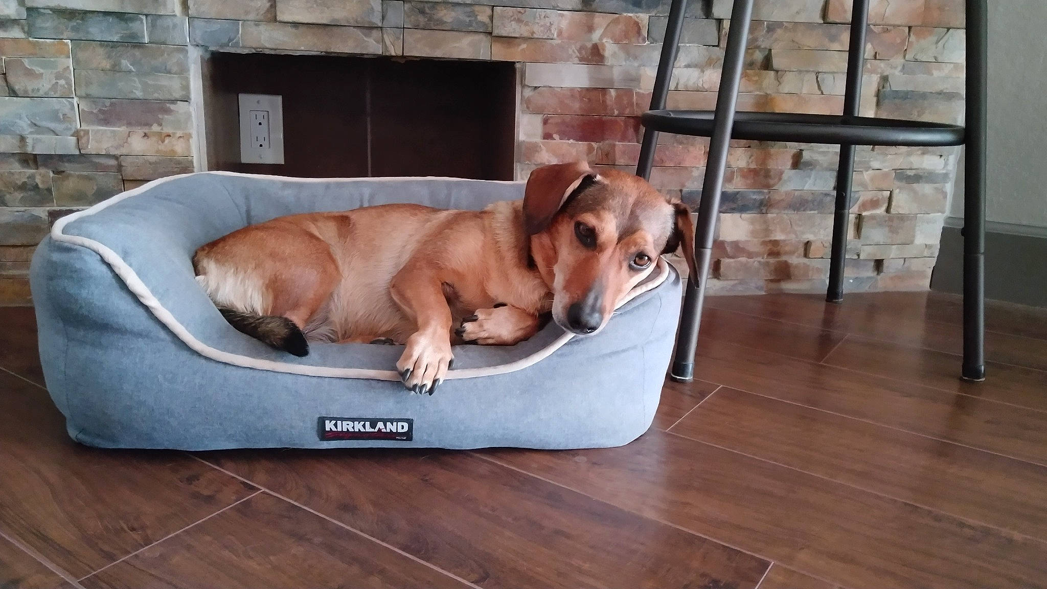 Gloria joined the competition — help win amazing prizes! canidae, carnivore, comfort, companion_dog, dog, dog_bed, dog_breed, dog_supply, fawn, flooring, hardwood, laminate_flooring, liver, pet_supply, snout, sporting_group, studio_couch, wood, wood_flooring, working_animal