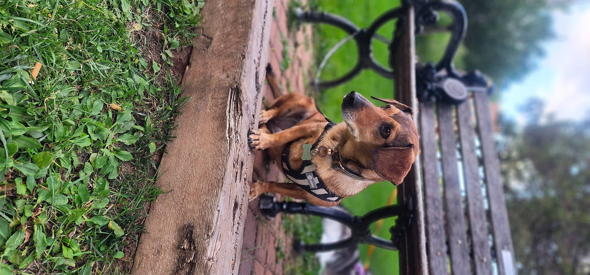 Gloria is registered to the contest to win money with this photo: canidae, carnivore, collar, dog_breed, fawn, fence, grass, leash, mesh, metal, pet_supply, plant, security, snout, sporting_group, terrestrial_animal, wire, wire_fencing, wood, working_animal