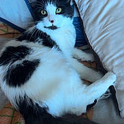 Oreo joined the competition — help win amazing prizes! animal, bedroom, black_and_white, blanket, cat, cozy, cute, domestic, eyes, feline, fluffy, fur, indoor, lying_down, pet, pillow, relaxed, resting, soft, tail