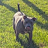 dog, grass, outdoor, pet, animal, sunlight, nature, tongue, collar, shadow, playful, muzzle, ears, standing, greenery, daylight, canine, field, alert, fur
