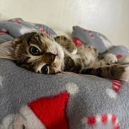 Simba is registered to the contest to win money with this photo: kitten, cat, animal, pet, feline, fur, whiskers, close_up, blanket, pattern, holiday, indoor, cute, soft, cozy, relaxed, laying_down, portrait, eyes, nose