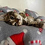 kitten, cat, animal, pet, feline, fur, whiskers, close_up, blanket, pattern, holiday, indoor, cute, soft, cozy, relaxed, laying_down, portrait, eyes, nose