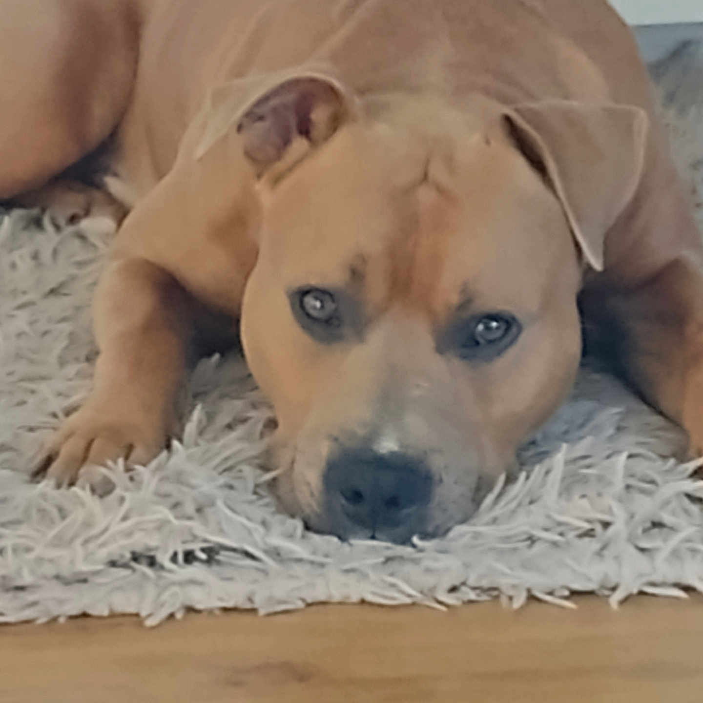 Sully participe au concours pour gagner de l'argent avec cette photo : animal, canine, close_up, companion, dog, domestic_animal, ears, fluffy_rug, fur, indoor, looking_at_camera, lying_down, muzzle, paws, pet, relaxed, resting, rug, tan_dog, wooden_floor