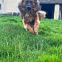 dog, grass, outdoor, running, leaping, fur, animal, canine, brown, house, yard, nature, pet, active, motion, ears, tail, daylight, building, field
