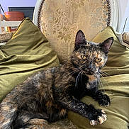 Pearl a rejoint le concours — aidez-le/la à gagner de superbes lots ! cat, tortoiseshell, pet, animal, feline, sitting, lounging, portrait, whiskers, ears, eyes, paws, fur, black_fur, orange_fur, green_cushions, chair, indoor, home, vintage_decor