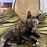 cat, tortoiseshell, pet, animal, feline, sitting, lounging, portrait, whiskers, ears, eyes, paws, fur, black_fur, orange_fur, green_cushions, chair, indoor, home, vintage_decor
