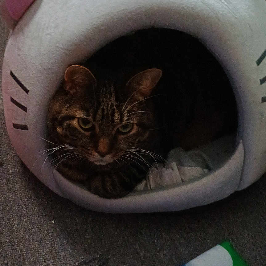 Tigger