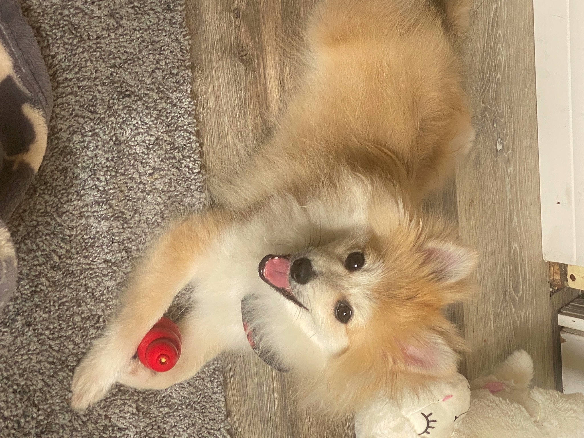 Bandit is registered to the contest to win money with this photo: canidae, carnivore, claw, companion_dog, dog, dog_breed, fawn, felidae, fur, german_spitz, german_spitz_mittel, paw, small_to_medium_sized_cats, spitz, sporting_group, tail, terrestrial_animal, volpino_italiano, whiskers, wildlife