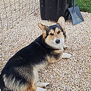 Aribo a rejoint le concours — aidez-le/la à gagner de superbes lots ! animal, black, brown, canine, curious, dog, dustpan, ears, fence, fur, grass, gravel, looking, outdoor, pet, resting, stones, tail, trash_bin, white