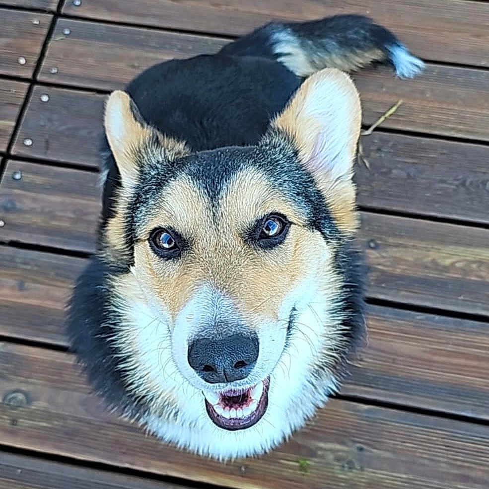 Aribo participe au concours pour gagner de l'argent avec cette photo : adorable, animal, canine, close_up, companion, cute, dog, domestic_animal, ears, friendly, fur, happy, looking_up, outdoor, pet, playful, smiling, tail, tongue, wooden_deck