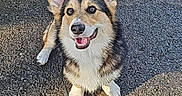 Aribo participe au concours pour gagner de l'argent avec cette photo : animal, canine, corgi, cute, dog, ears, friendly, fur, happy, leash, nature, outdoor, pavement, pet, shadow, sitting, small_dog, smiling, sunlight, walking