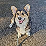 Aribo participe au concours pour gagner de l'argent avec cette photo : animal, canine, corgi, cute, dog, ears, friendly, fur, happy, leash, nature, outdoor, pavement, pet, shadow, sitting, small_dog, smiling, sunlight, walking