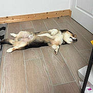 Aribo a rejoint le concours — aidez-le/la à gagner de superbes lots ! dog, lying_down, floor, tile_floor, indoor, relaxed, resting, paw, door, corner, furniture, shelf, wood_trim, sleeping, pet, animal, canine, fur, quiet, calm