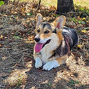 Aribo a rejoint le concours — aidez-le/la à gagner de superbes lots ! animal, black, brown, canine, corgi, dog, ears, grass, happy, leaves, lying_down, mammal, nature, outdoor, pet, summer, sunlight, tongue_out, tree, white