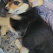 Aribo a rejoint le concours — aidez-le/la à gagner de superbes lots ! animal, bed, blanket, canine, comfort, cozy, cute, dog, domestic, fur, indoors, paw_print, pet, puppy, relaxed, resting, sleepy, soft, young, zebra_stripe