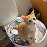 Symba is registered to the contest to win money with this photo: cat, orange_cat, white_cat, pet, animal, sitting, toilet, bathroom, toilet_seat, cushion, portrait, wide_eyed, collar, pendant, whiskers, ears, tail, indoor, wooden_door, toilet_paper