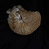 Symba is registered to the contest to win money with this photo: cats, kitten, ginger_cat, orange_tabby, sleeping, curled_up, cuddling, cute, furry, whiskers, paws, closed_eyes, peaceful, pet, animal, black_background, fabric, cozy, resting, photography