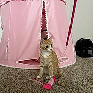 Symba is registered to the contest to win money with this photo: cat, kitten, orange_cat, white_cat, pet, animal, sitting, collar, necklace, pearls, toy, feather_toy, pink_tent, playhouse, indoor, carpet, living_room, portrait, cute, domestic_animal
