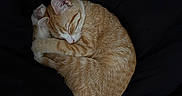 Symba joined the competition — help win amazing prizes! cat, ginger_cat, tabby, sleeping, curled_up, nap, furry, whiskers, closed_eyes, ears, paws, tail, orange_fur, striped_fur, black_background, fabric, cozy, indoors, pet, animal