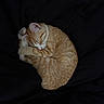 cat, ginger_cat, tabby, sleeping, curled_up, nap, furry, whiskers, closed_eyes, ears, paws, tail, orange_fur, striped_fur, black_background, fabric, cozy, indoors, pet, animal