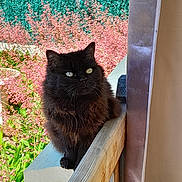 Clochette a rejoint le concours — aidez-le/la à gagner de superbes lots ! cat, black_cat, fluffy, outdoor, railing, wood, flower, pink_flower, greenery, sunlight, pet, animal, feline, nature, garden, plant, whiskers, portrait, sitting, daylight