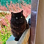 cat, black_cat, fluffy, outdoor, railing, wood, flower, pink_flower, greenery, sunlight, pet, animal, feline, nature, garden, plant, whiskers, portrait, sitting, daylight