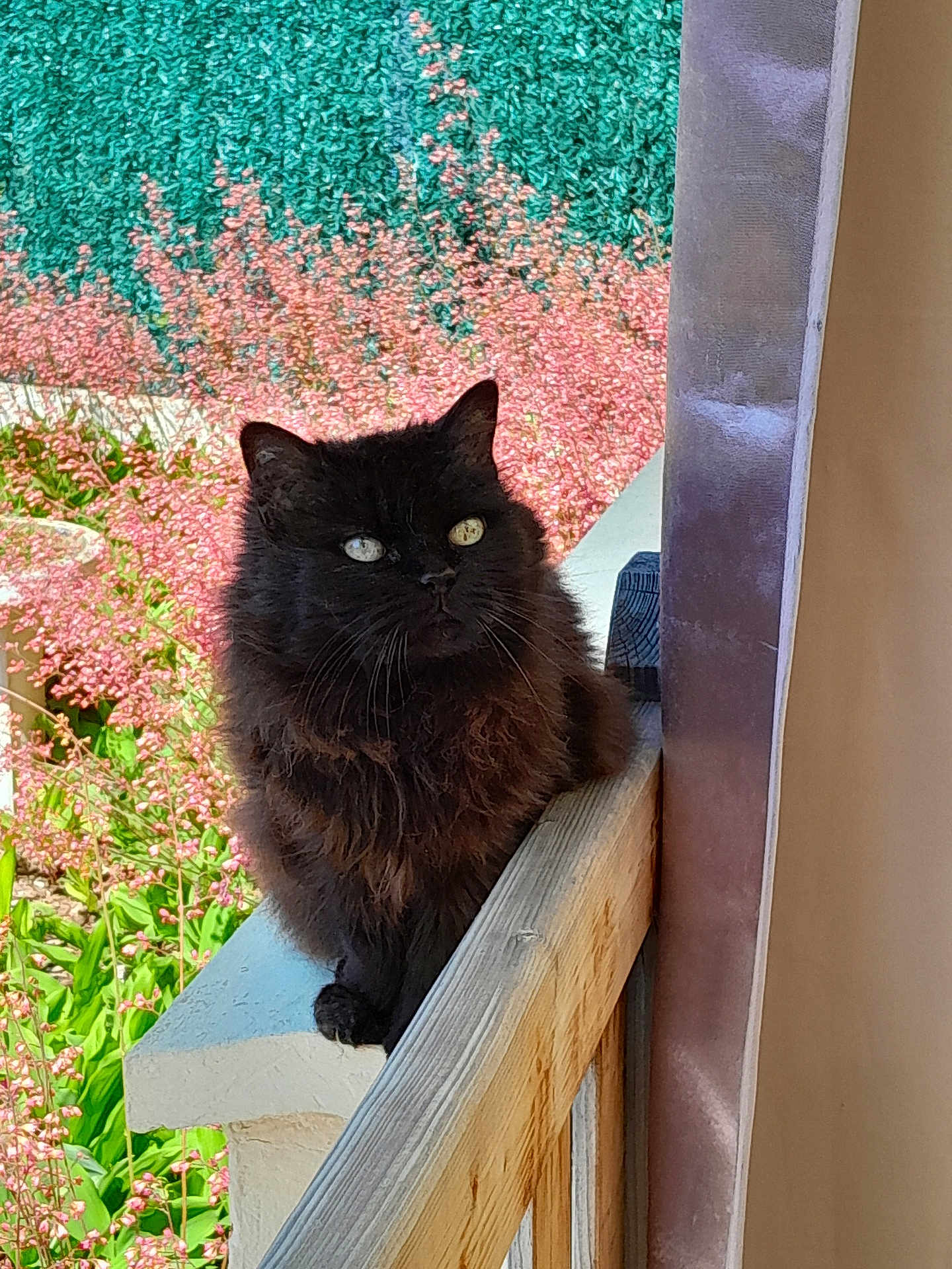 Clochette a rejoint le concours — aidez-le/la à gagner de superbes lots ! cat, black_cat, fluffy, outdoor, railing, wood, flower, pink_flower, greenery, sunlight, pet, animal, feline, nature, garden, plant, whiskers, portrait, sitting, daylight