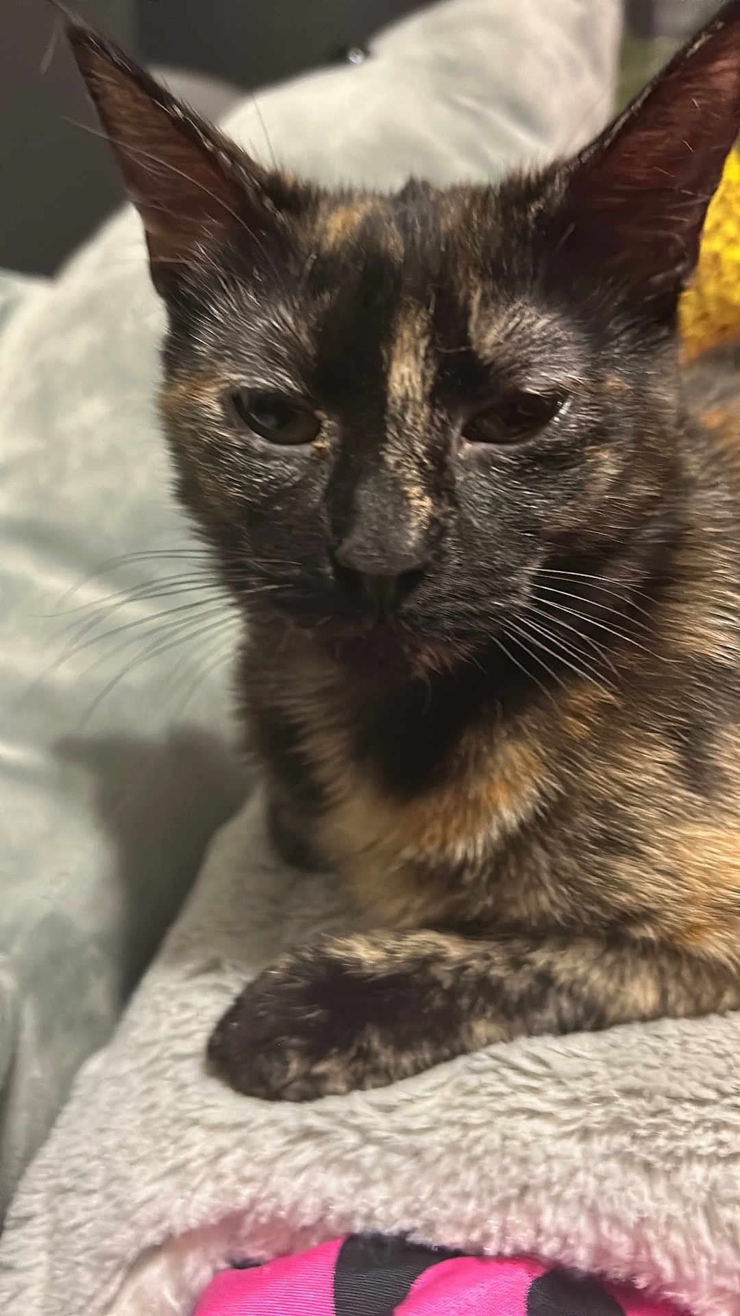 Princess joined the competition — help win amazing prizes! cat, tortoiseshell, close_up, resting, blanket, soft_texture, fur, whiskers, pet, indoor, sleepy, animal, cute, face, paw, relaxed, cozy, feline, mammal, domestic