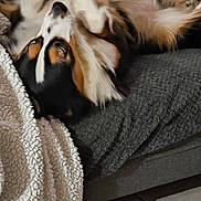 Unna participe au concours pour gagner de l'argent avec cette photo : animal, black, blanket, brown, comfort, couch, cozy, dog, floor, fluffy, fur, home, indoor, lying_down, pet, relaxed, soft_texture, tile, upside_down, white