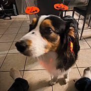 Unna a rejoint le concours — aidez-le/la à gagner de superbes lots ! animal, black, blur, brown, casual, costume, decor, dog, floor, fun, halloween, headband, home, indoor, legs, person, pet, pumpkin, tile, white