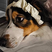 Unna a rejoint le concours — aidez-le/la à gagner de superbes lots ! animal, bed, black, blurred_background, brown, close_up, cute, dog, face, fur, home_decor, indoor, pet, portrait, relaxed, resting, scrunchie, sleepy, soft_lighting, white