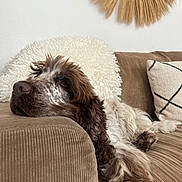 Tartuffe a rejoint le concours — aidez-le/la à gagner de superbes lots ! dog, couch, brown, white, corduroy, resting, relaxed, fluffy, pillows, living_room, decor, furniture, pet, domestic_animal, indoor, cozy, texture, portrait, laying_down, home